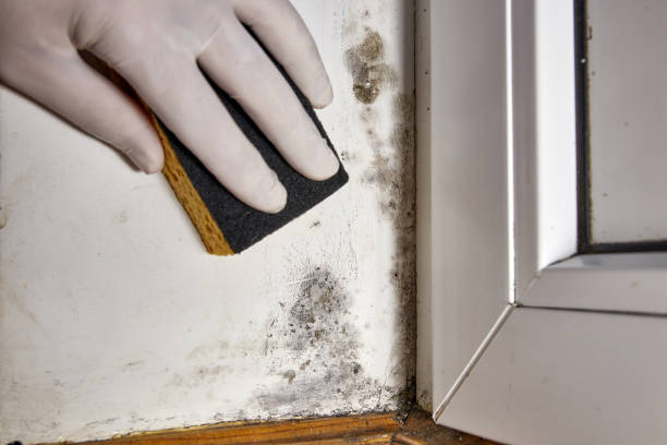 Best Biohazard Mold Removal  in Oak Hill, WV